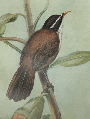 Henry (G M R) and Wait (W E), Coloured Plates of the Birds of Ceylon, Parts I - IV in 2 vols, 1927-1935